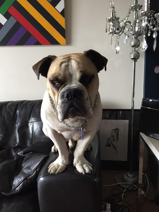 Cool Apartment, Central To Everything, Share With 2X Bulldogs Auckland Exterior foto