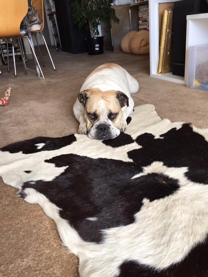 Cool Apartment, Central To Everything, Share With 2X Bulldogs Auckland Quarto foto